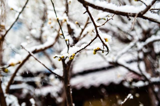 化的冰雪场